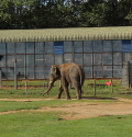 whipsnade zoo elefant