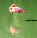 whipsnade zoo flamingo