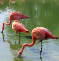 whipsnade zoo flamingo