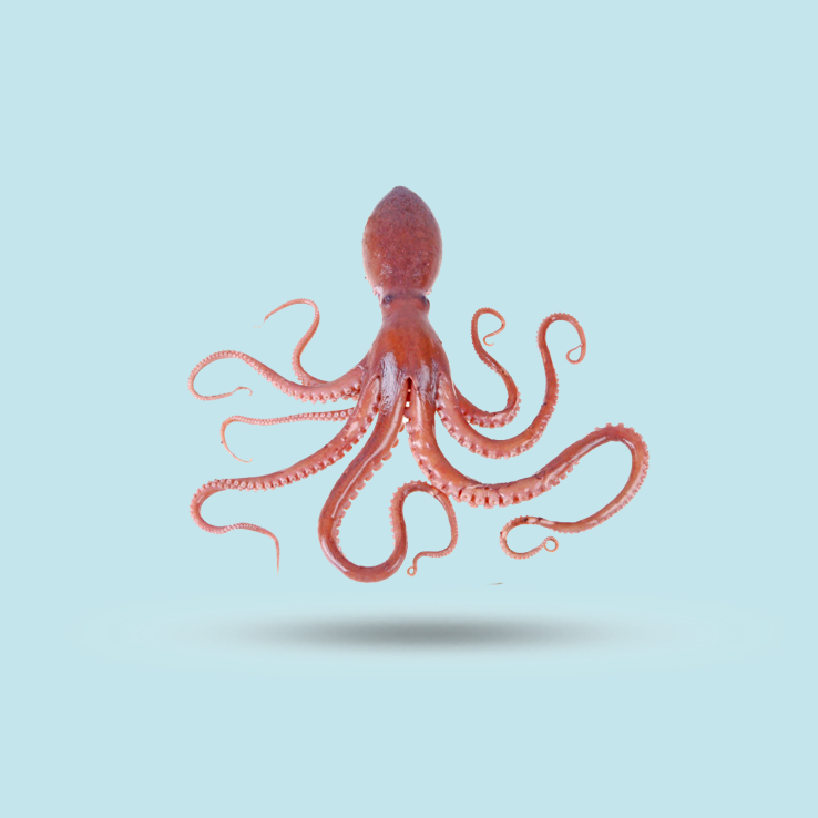 Octopus – Design Process